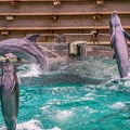 0712-bottlenose dolphin - dolphin show