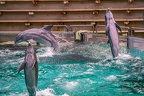 0712-bottlenose dolphin - dolphin show