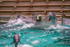 0713-bottlenose dolphin - dolphin show