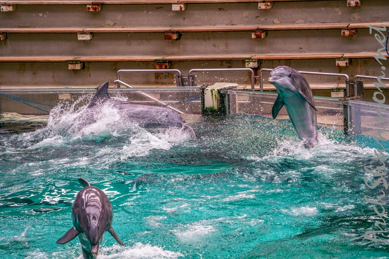 0713-bottlenose dolphin - dolphin show.jpg