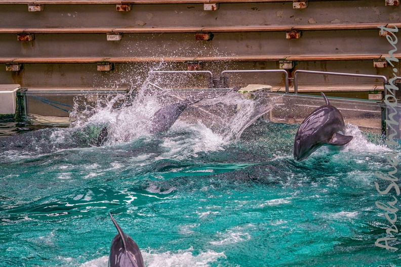 0714-bottlenose dolphin - dolphin show.jpg
