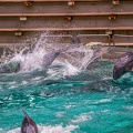 0714-bottlenose dolphin - dolphin show