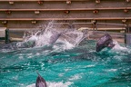 0714-bottlenose dolphin - dolphin show