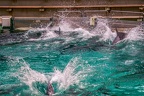0715-bottlenose dolphin - dolphin show