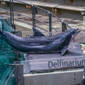 0717-bottlenose dolphin - dolphin show