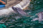 0720-bottlenose dolphin - dolphin show