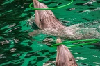 0722-bottlenose dolphin - dolphin show
