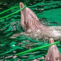 0723-bottlenose dolphin - dolphin show