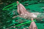 0723-bottlenose dolphin - dolphin show