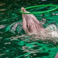 0724-bottlenose dolphin - dolphin show