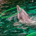 0725-bottlenose dolphin - dolphin show