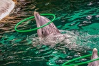 0727-bottlenose dolphin - dolphin show
