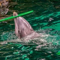 0728-bottlenose dolphin - dolphin show