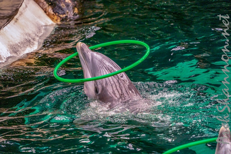 0729-bottlenose dolphin - dolphin show