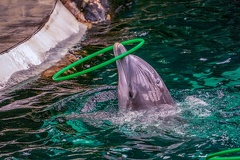 0730-bottlenose dolphin - dolphin show