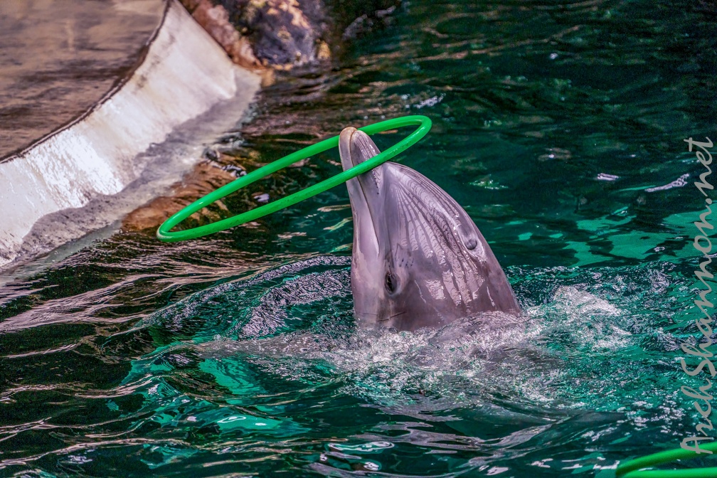 0730-bottlenose dolphin - dolphin show