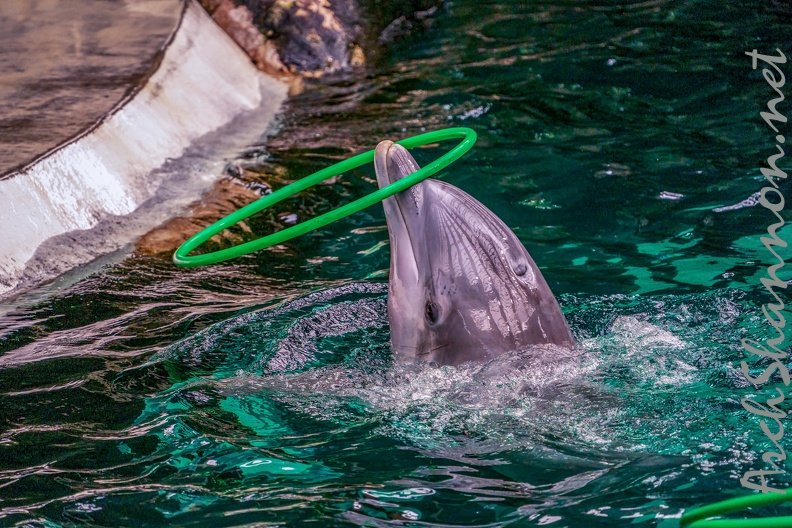 0730-bottlenose dolphin - dolphin show.jpg