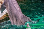 0732-bottlenose dolphin - dolphin show