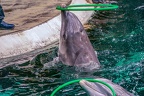 0733-bottlenose dolphin - dolphin show