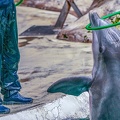 0736-bottlenose dolphin - dolphin show