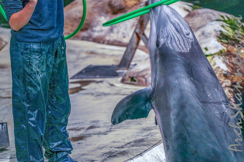 0737-bottlenose dolphin - dolphin show