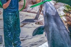 0737-bottlenose dolphin - dolphin show