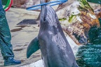 0739-bottlenose dolphin - dolphin show