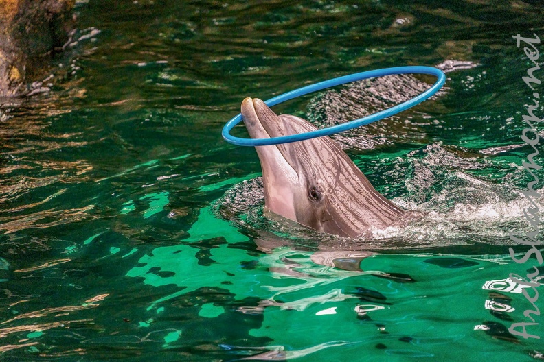 0753-bottlenose dolphin - dolphin show.jpg