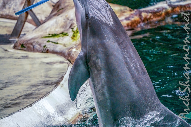 0758-bottlenose dolphin - dolphin show.jpg