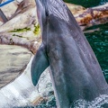 0758-bottlenose dolphin - dolphin show