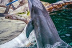 0758-bottlenose dolphin - dolphin show