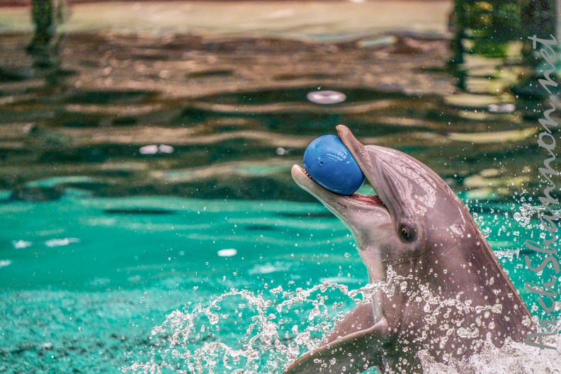0759-bottlenose dolphin - dolphin show