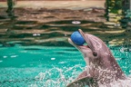 0759-bottlenose dolphin - dolphin show