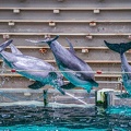 0762-bottlenose dolphin - dolphin show