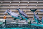 0762-bottlenose dolphin - dolphin show