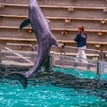 0763-bottlenose dolphin - dolphin show