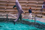 0763-bottlenose dolphin - dolphin show