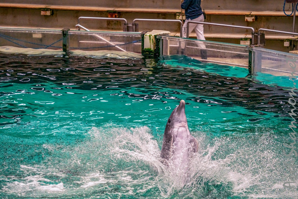 0764-bottlenose dolphin - dolphin show