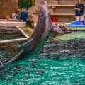 0765-bottlenose dolphin - dolphin show
