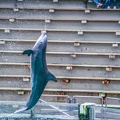 0768-bottlenose dolphin - dolphin show
