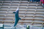 0768-bottlenose dolphin - dolphin show