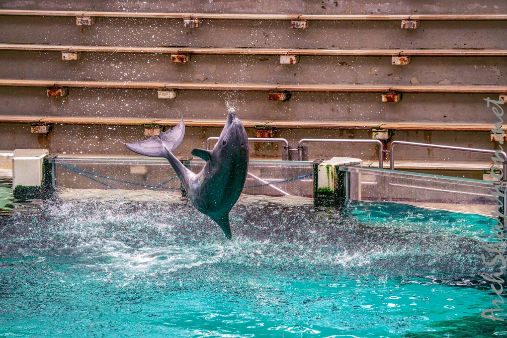 0769-bottlenose dolphin - dolphin show