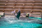 0769-bottlenose dolphin - dolphin show