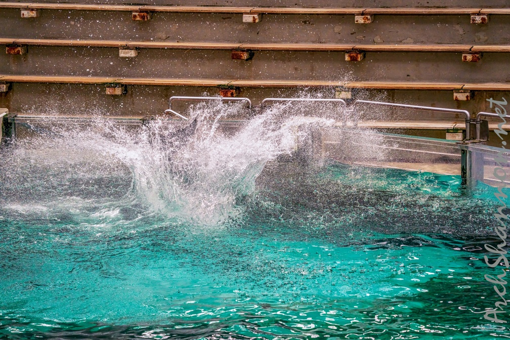 0770-bottlenose dolphin - dolphin show