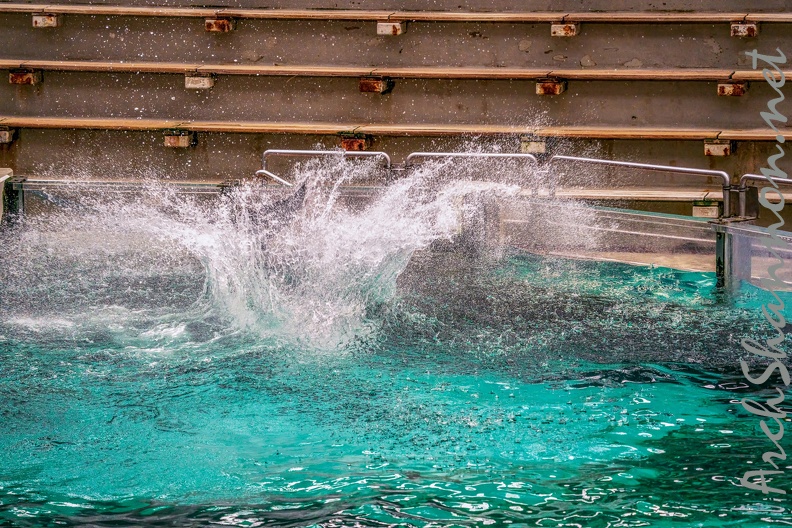 0770-bottlenose dolphin - dolphin show.jpg