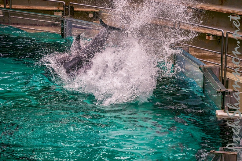 0775-bottlenose dolphin - dolphin show.jpg