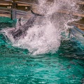 0775-bottlenose dolphin - dolphin show