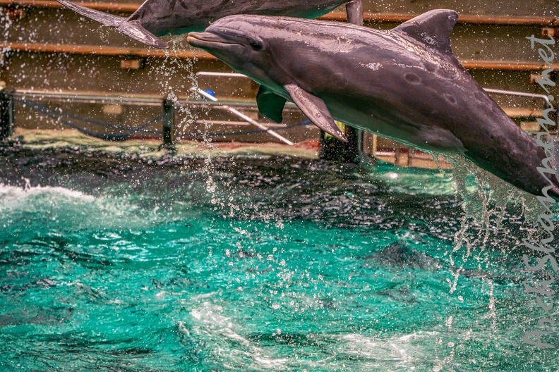 0778-bottlenose dolphin - dolphin show
