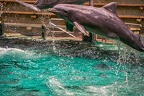 0778-bottlenose dolphin - dolphin show