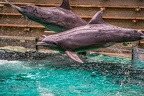 0779-bottlenose dolphin - dolphin show